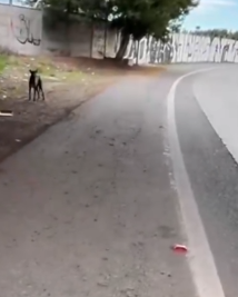 Part2 .Animals Rescue #dogrescue #rescuedog #dogsofttiktok #foryoupage #foryou #dogs