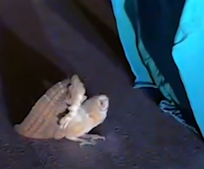 Part2 Animals Rescue #dogrescue #rescuedog #dogsofttiktok #foryoupage #foryou #dogs