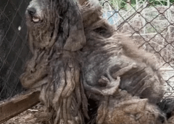 From Neglect to HopeThis Dog’s Incredible Transformation_part2