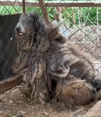 From Neglect to HopeThis Dog’s Incredible Transformation_part2