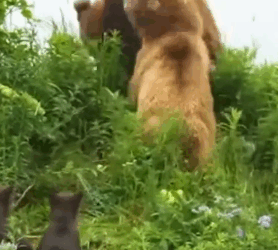Mamma Bear Battles Giant Predatory Male_part2