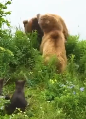 Mamma Bear Battles Giant Predatory Male_part2