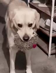 A Dog’s Heroic Hedgehog Rescue 🐶_part2