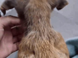 Part2 Animals Rescue #dogrescue #rescuedog #dogsofttiktok #foryoupage #foryou #dogs