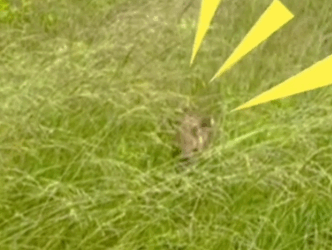 From Lost to Loved A Baby Deer’sJourney Back to Its Mother_part2