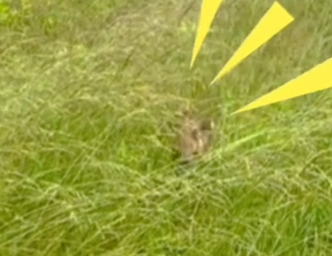 From Lost to Loved A Baby Deer’sJourney Back to Its Mother_part2