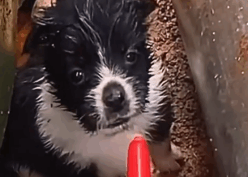 Part2 Animals Rescue #dogrescue #rescuedog #dogsofttiktok #foryoupage #foryou #dogs