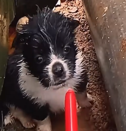 Part2 Animals Rescue #dogrescue #rescuedog #dogsofttiktok #foryoupage #foryou #dogs