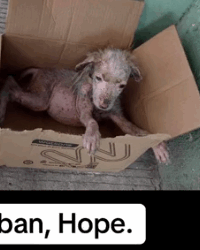 Laban, Hope. Nak, a better life is waiting for you. I know you’re confused,_part2