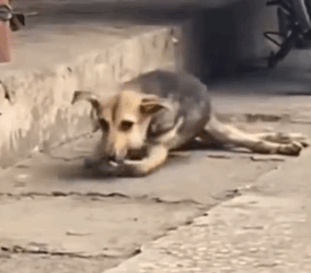 Every step was pain… but hope was on the way. #fbyシvideo #dog #rescuedog_part2