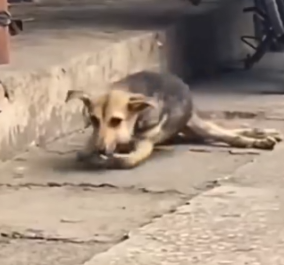 Every step was pain… but hope was on the way. #fbyシvideo #dog #rescuedog_part2