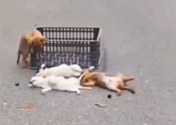 Four tiny lives… lying unconscious on the roadside, fighting to survive_part2