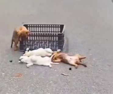 Four tiny lives… lying unconscious on the roadside, fighting to survive_part2