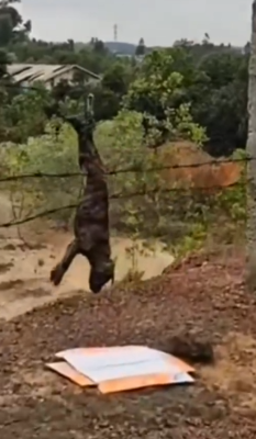 Hanging helpless but Saved_part2