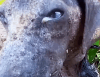 Part2 Animals Rescue #dogrescue #rescuedog #dogsofttiktok #foryoupage #foryou #dogs