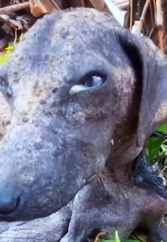 Part2 Animals Rescue #dogrescue #rescuedog #dogsofttiktok #foryoupage #foryou #dogs