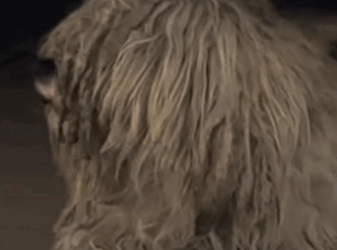 Part2 Animals Rescue #dogrescue #rescuedog #dogsofttiktok #foryoupage #foryou #dogs