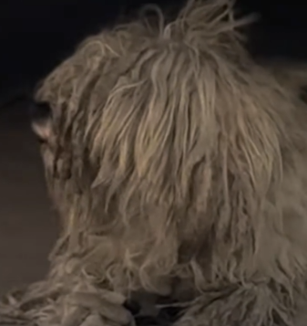 Part2 Animals Rescue #dogrescue #rescuedog #dogsofttiktok #foryoupage #foryou #dogs