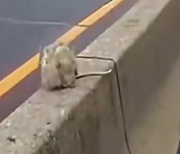 Animal’s heartbreaking struggle as life fades away_part2