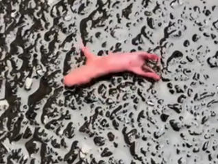 I found a tiny creature on the road… It’s a flying squirrel 🐿 #rescue #animals #animalsoftiktok_part2