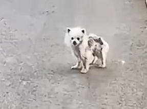 Part2 Animals Rescue #dogrescue #rescuedog #dogsofttiktok #foryoupage #foryou #dogs