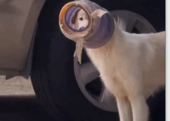 A puppy got his head stuck by a bottle 🐶_part2