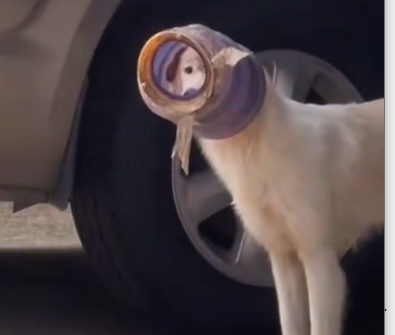A puppy got his head stuck by a bottle 🐶_part2