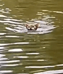 parte 450 the cat saves his children in a flood❤️ #cat #rescuebabycat #kittensaved #cathelpktten_part2