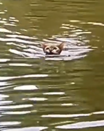 parte 450 the cat saves his children in a flood❤️ #cat #rescuebabycat #kittensaved #cathelpktten_part2