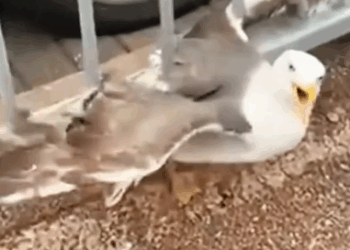 Man 👨His Daily Beach Gull Buddy animals #rescue #seagulls #lovestory_part2