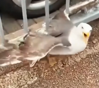 Man 👨His Daily Beach Gull Buddy animals #rescue #seagulls #lovestory_part2