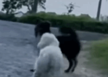 Bullied by Other Dogs… Her Life Changed Forever After This Rescue 🐶_part2