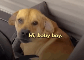 Part2.Animals Rescue #dogrescue #rescuedog #dogsofttiktok #foryoupage #foryou #dogs