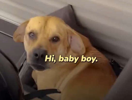 Part2.Animals Rescue #dogrescue #rescuedog #dogsofttiktok #foryoupage #foryou #dogs