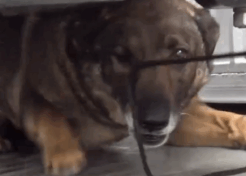 German Shepherd Couldn’t Stop Crying, Until…💕_part2