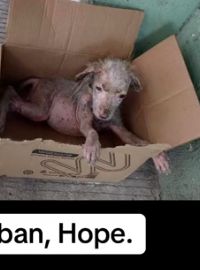 Laban, Hope. Nak, a better life is waiting for you. I know you’re confused,_part2