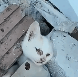 Part2.Animals Rescue #dogrescue #rescuedog #dogsofttiktok #foryoupage #foryou #dogs