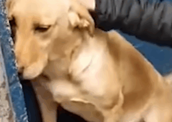 Dog Rescued From Puppy Mill Loves Going To Crossfit With Her Dad._part2