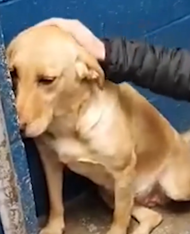 Dog Rescued From Puppy Mill Loves Going To Crossfit With Her Dad._part2