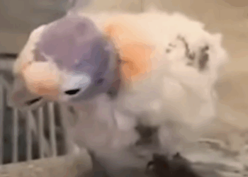 Guy Becomes Best Friends With A Very Personable Bird_part2