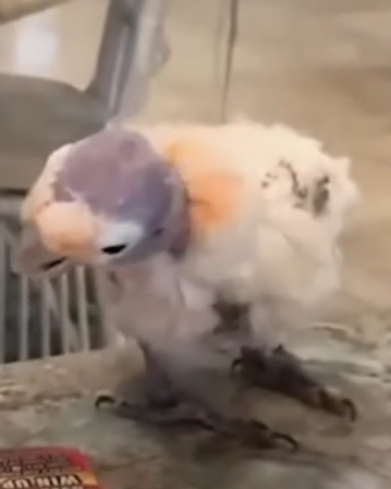 Guy Becomes Best Friends With A Very Personable Bird_part2