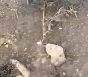 Grieving stray dog buries her puppies_part2