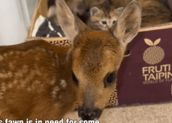 Momma Cat Accepts Nursing Fawn_part2