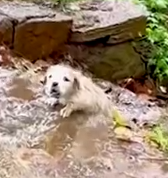 A Heartwarming Rescue_part2