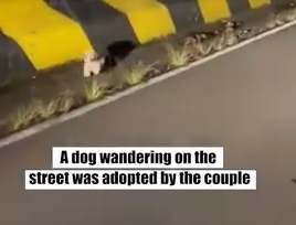 A Dog wandering on the street was adopted by the couple_part2