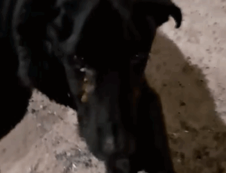 Part2 Animals Rescue #dogrescue #rescuedog #dogsofttiktok #foryoupage #foryou #dogs