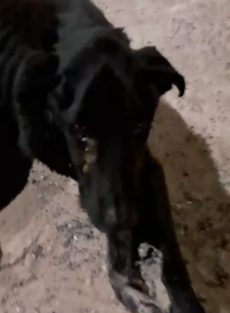 Part2 Animals Rescue #dogrescue #rescuedog #dogsofttiktok #foryoupage #foryou #dogs