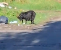 Part2 Animals Rescue #dogrescue #rescuedog #dogsofttiktok #foryoupage #foryou #dogs