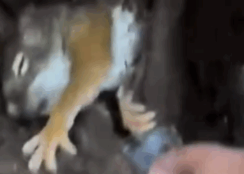 From Rubble to Freedom Rescuing a Squirrels Second Chance at Life_part2