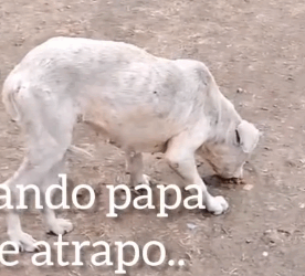 Part2 Animals Rescue #dogrescue #rescuedog #dogsofttiktok #foryoupage #foryou #dogs